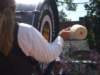 ligonierdays200834_small.jpg
